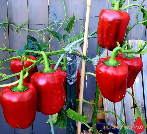 Cách phòng trị bệnh xoăn lá, xoăn ngọn hay gặp phải khi trồng ớt chuông, cà chua