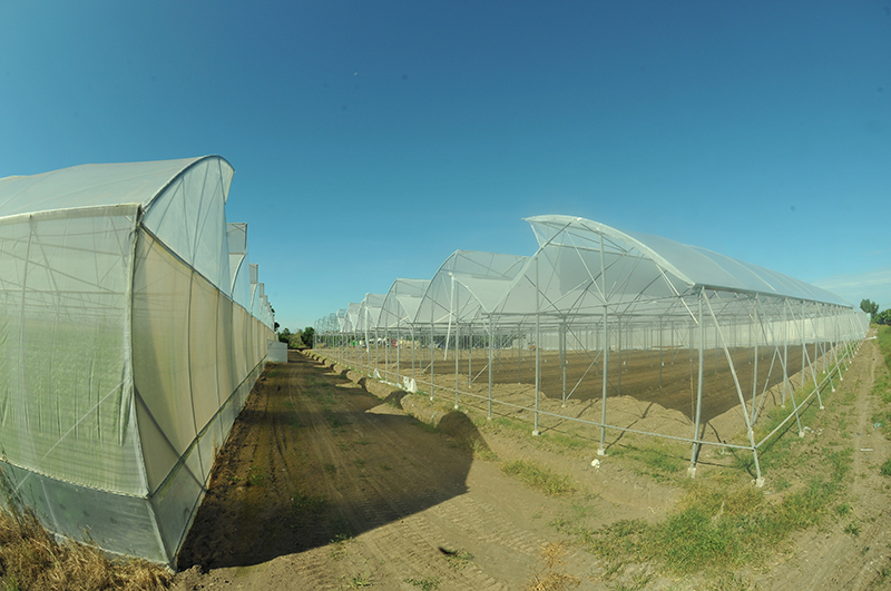 Thi công xây dựng 5 ha nhà kính nông nghiệp tại Phú Giáo, Bình Dương